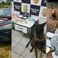 Fotos: Divulgação