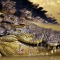 Foto: BBC - GETTY IMAGES