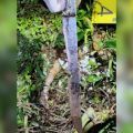 Faca usada em crime em Maravilha foi apreendida — Foto: Polícia Civil/Divulgação