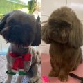 Antes e depois de cão Theo ter pelos pintados para esconder identidade verdadeira — Foto: Polícia Civil/Divulgação