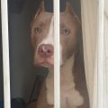 Decreto regulamenta sobre pitbulls e 10 raças derivadas dele — Foto: Divulgação/Assessoria
