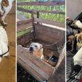 Foto: ONG Anjos Protetores de Animais