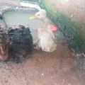 Fotos: Ibama