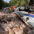 Fotos: Corpo de Bombeiros