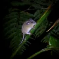Foto: oliprioli / iNaturalist